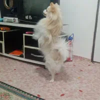 فروش توله 1سال ونیمه پامرخرسی اصل نژاددار