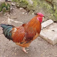 فروش خروس جوان وسنگ وزن