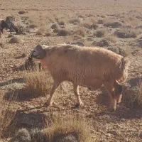 فروش یک راس دبر ویک راس قوچ داشتی|حیوانات مزرعه|حنا, |دیوار