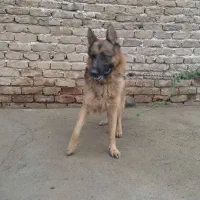 واگذاری ژرمن نر اصیل نگهبان|سگ|ساوه, |دیوار