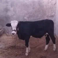 گوساله نر|حیوانات مزرعه|ملکشاهی, |دیوار