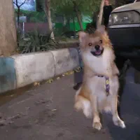 پامر اشپیتز خانگی|سگ|ری, شهرری|دیوار