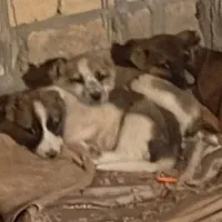 واگذاری سه عدد توله سگ