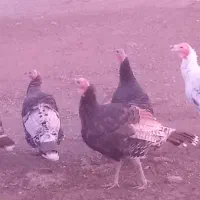 ۶عدد بوقلمون دونه ای ۲۶۰۰|حیوانات مزرعه|دشتک, |دیوار