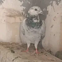 دوعددکبوتر جوقی وابلغ|پرنده|هامون, |دیوار