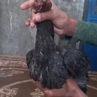 مرغ و خروس سالم فروشی|حیوانات مزرعه|سراوان, |دیوار