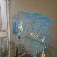 عروس هلندی سرحال دونه یک میلیون