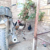 مرغ خروس