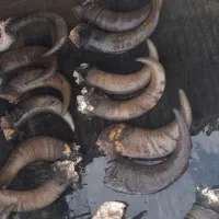 شاخ گاومیش برای چاقو سازا|کلکسیون اشیاء عتیقه|همدان, |دیوار