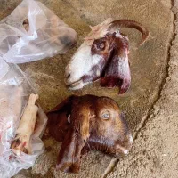 دوتا کله پاچه باهم ۱میلیون ۲۰۰