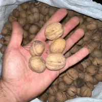 خریدار گردو هستم