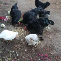 جوجه زینتی