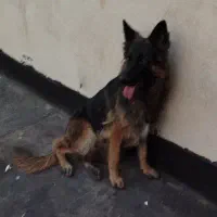 سگ ژرمن ماده اصل