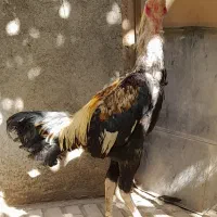 لاری|حیوانات مزرعه|تویسرکان, |دیوار