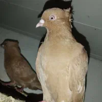 فروش کبوتر