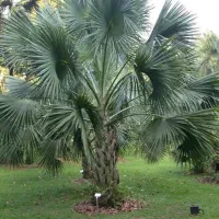 بذر پالم فینیکس مجنون و پالم آبی مجنون|گل و گیاه طبیعی|بندر انزلی, جزیره|دیوار