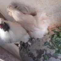 مرغوخروس ابریشم