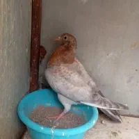 جفت طوقی نرو ماده