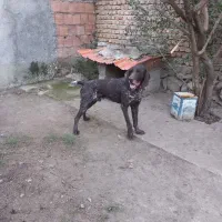 سگ شکاری اصیل آلمان نر 18الی 20 ماهه نر