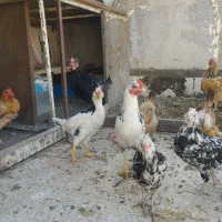 نیمچه مرغ و خروس گلین ۵ ماهه