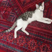 گربه گمشده|گربه|زنجان, |دیوار
