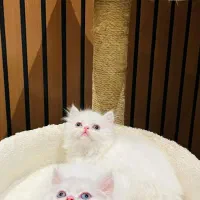 پرشین ماده آماده تحویل|گربه|چالوس, |دیوار