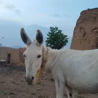 فروش الاغ|حیوانات مزرعه|بافت, |دیوار