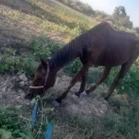 اسب|اسب و تجهیزات اسب‌سواری|شوش, |دیوار