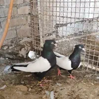 کلکسیون کبوتر|پرنده|شیراز, رحمت‌آباد|دیوار