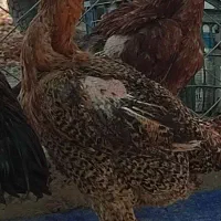 مرغ لاری افغان
