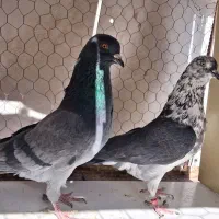 کبوتر بعدظهری|پرنده|قم, نیروگاه|دیوار