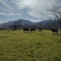 400-متر-زمین-مسکونی-همه-چی-تموم-جاده-ماسوله