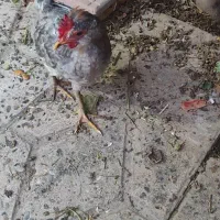فروش ۵عددخروس گلین