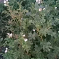 فروش زمین مسکونی