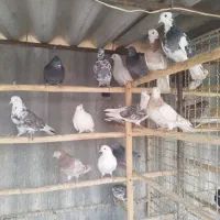 کبوتر بارجدیدرسید