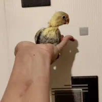 جوجه برزیلی|پرنده|صفادشت, |دیوار