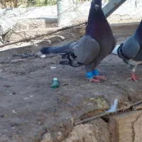 سبز ماده|پرنده|بم, |دیوار