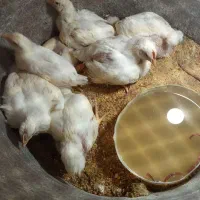 جوجه یک ماهه