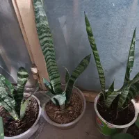 گل وگیاه طبیعی|گل و گیاه طبیعی|دهدشت, |دیوار