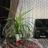 گل وگیاه