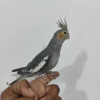 عروس هلندی|پرنده|سراوان, |دیوار