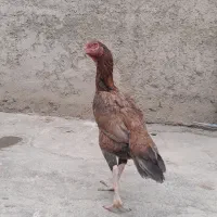 مرغ لاری اصیل