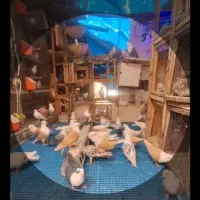 کفتر کلاغ کربلایی کاکلی وکل کله سفیددرانواع رنگها