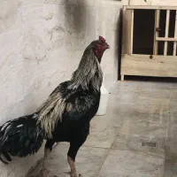 خروس لاری