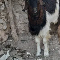 کهرهنربندیچاقکیلوی۳۳۰|حیوانات مزرعه|بوشکان, |دیوار