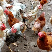فروش خروس|حیوانات مزرعه|لاهیجان, گلستان|دیوار