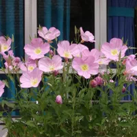 فروش خانه۱۸۴ متری ۱۹۰متربنا ۴خواب|فروش خانه و ویلا|محمدشهر, عباس آباد|دیوار