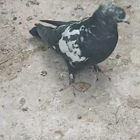 کبوتر شکار|پرنده|مبارکه, |دیوار