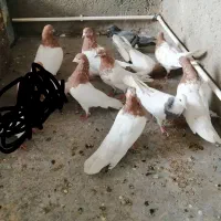 کبوتر کله زرد وطوقی