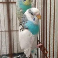 پرند ه